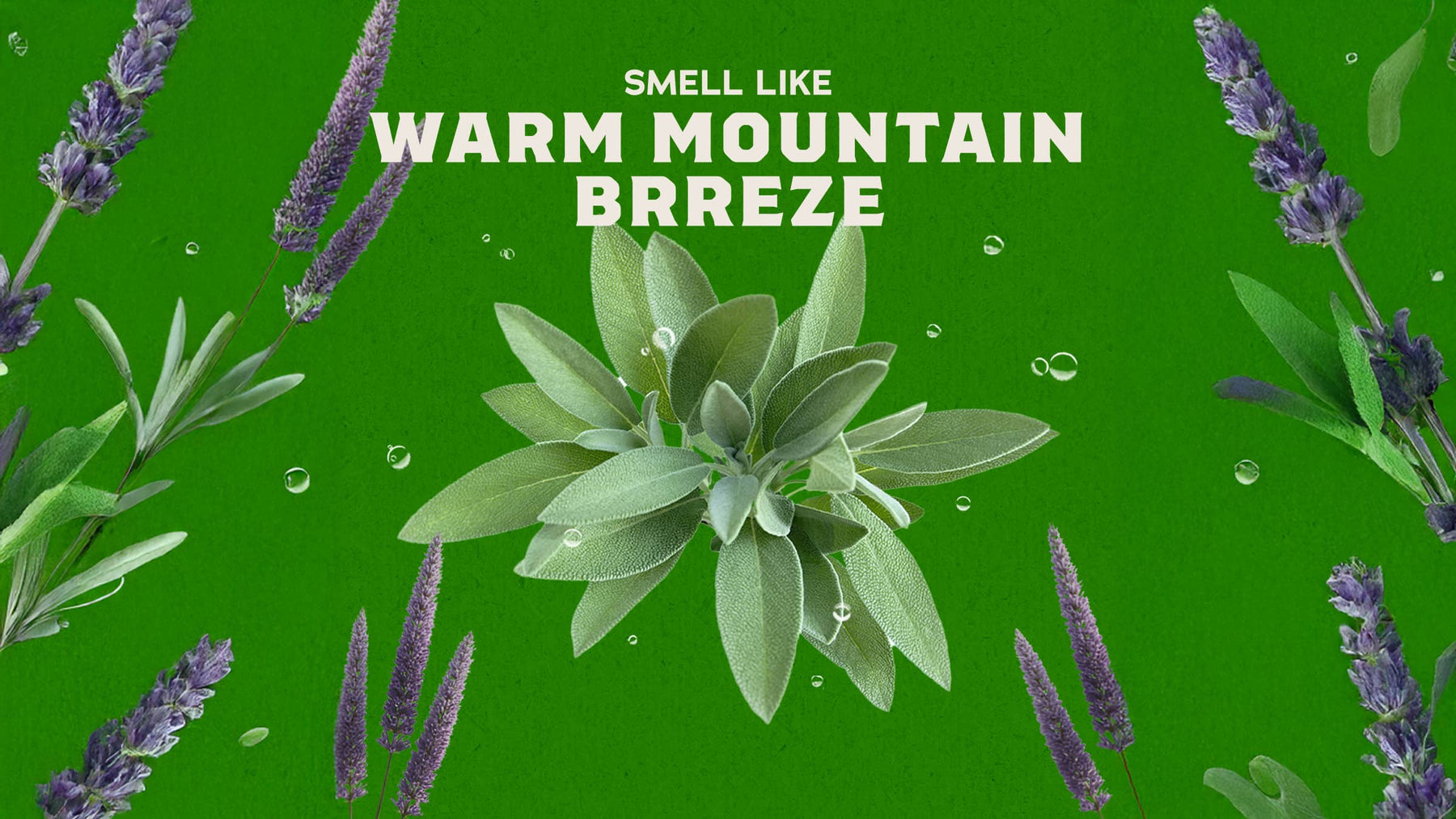 Alpine Sage - Gentle Mist